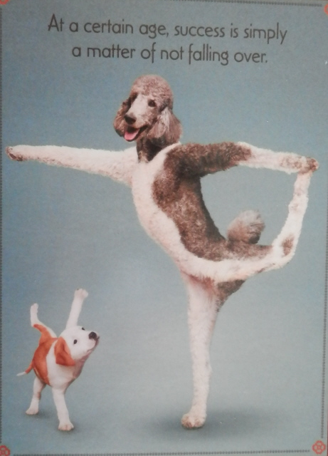 yoga dogs
